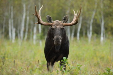 Łoś (Alces alces) moose © Bartosz Rakoczy
