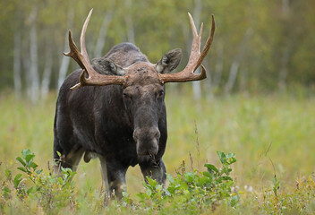 Łoś (Alces alces) moose © Bartosz Rakoczy