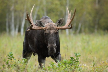 Łoś (Alces alces) moose