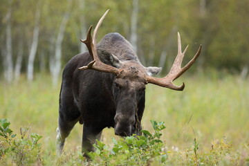 Łoś (Alces alces) moose © Bartosz Rakoczy