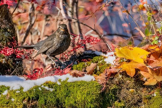 Una femmina di merlo (Turdus merula) cerca vermi sotto il muschio innevato in una mattina di sole.