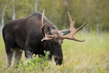 Łoś (Alces alces) moose © Bartosz Rakoczy
