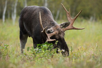 Łoś (Alces alces) moose © Bartosz Rakoczy