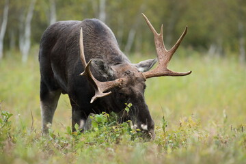 Łoś (Alces alces) moose © Bartosz Rakoczy