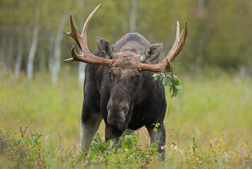 Łoś (Alces alces) moose © Bartosz Rakoczy