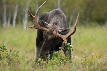 Łoś (Alces alces) moose © Bartosz Rakoczy