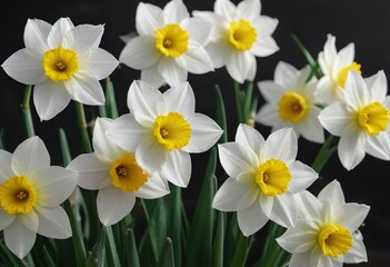 Intimate mood lighting enhancing the white jonquil narcissus hybrid flowers in full bloom, beauty, mood lighting