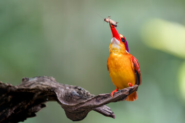 Rufous Backed Kingfisher perch open eye level