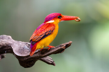 Rufous Backed Kingfisher perch open eye level