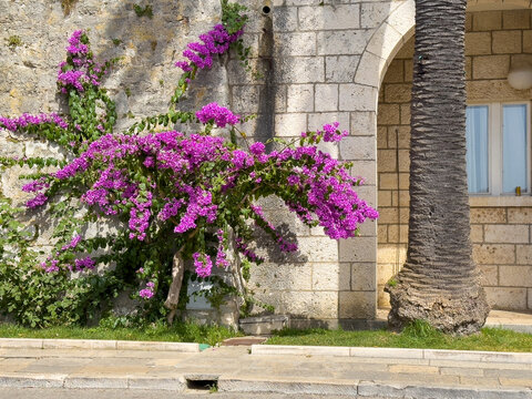 Korcula, Croatia - June 30, 2024: Fuchsia flowers on green tree against gray stone rampart wall.