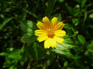 yellow flower in the garden
