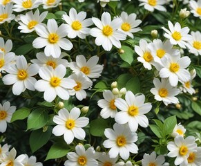 Refreshing image of white blossoms with sunny yellow centers scattered on a verdant leafy background, springtime, garden design