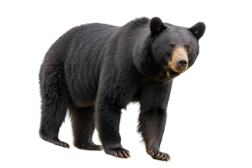 Black Bear Isolated on Transparent Background