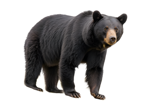 Black Bear Isolated on Transparent Background