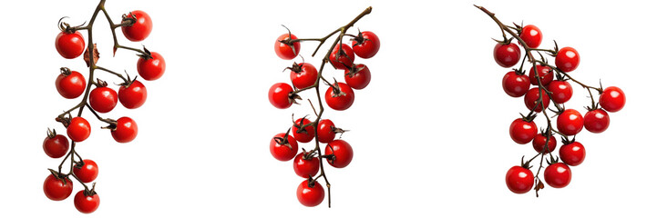 A Set of Freshly Picked Organic Cherry Tomatoes on the Vine Isolated on Transparent Background
