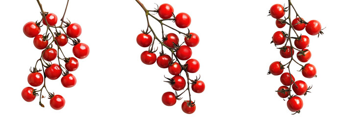A Set of Freshly Picked Organic Cherry Tomatoes on the Vine Isolated on Transparent Background