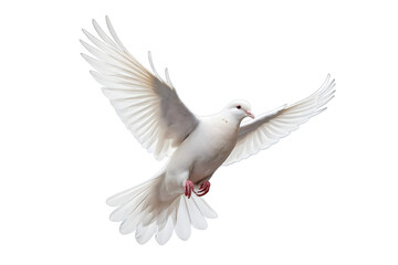 Isolated White Dove in Flight, Perfect for Designs