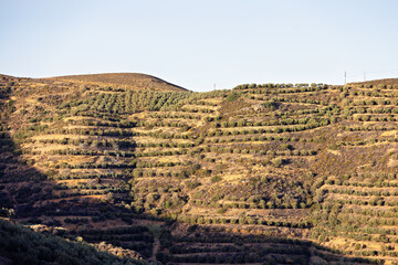 Mountains with olive trees and other plants in late summer on the island of Crete in Greece