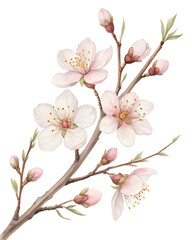 Obraz premium A stylized almond blossom branch
