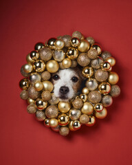 A Jack Russell Terrier peers out from a glittering gold wreath adorned with baubles. The festive golden tones and the dog's lively expression highlight holiday cheer.