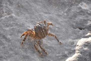 crab on the rock sea side
