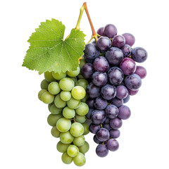 Fototapeta premium Fresh Green and Purple Grapes with Leaves Isolated on White Background for Healthy Food Concepts