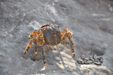 crab on the rock sea side