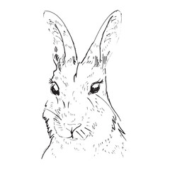 Rabbit head. Drawing with black simple lines. Vector illustration
