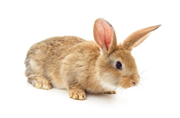 Obraz premium One red rabbit.