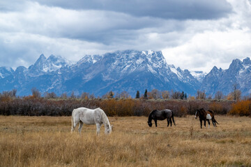 Naklejka premium Horses beneath the Grand Tetons. 