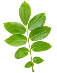 Fototapeta premium Fresh green walnut leaves hanging on branch, white isolated background, sharp focus
