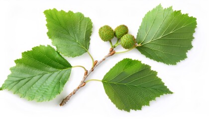 Fototapeta premium Studio shot featuring an alder tree branch with vibrant green leaves and cones, isolated against a clean white background