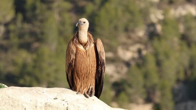 Buitre leonado gyps fulvus posado en una roca del precipicio mira a su alrededor, Alcoy, Espa&ntilde;a