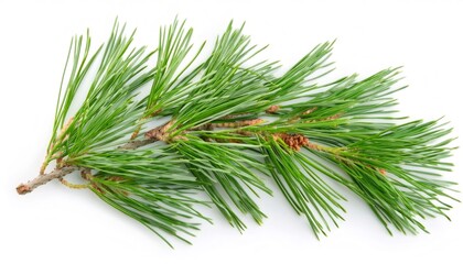 Vibrant green cedar branch lying horizontally on a white background, showcasing its fresh needles and delicate details
