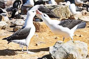 Two Black-browed Albatross,  Thalassarche melanophris, greet each other by tapping their beeks together on New Island in the Falkland Islands.