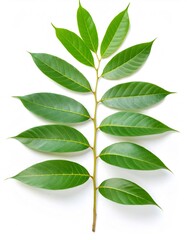 Obraz premium Studio shot showcasing a durian branch adorned with vibrant green leaves, resting elegantly on a clean white background