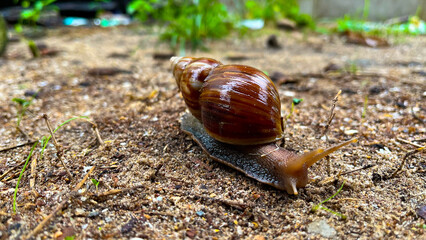 Snails (Achatina fulica) are visible during the rainy season