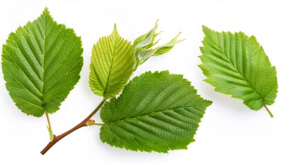 Fototapeta premium Hazel branch displaying verdant leaves, studio photographed with crisp white backdrop, highlighting botanical freshness and natural detail
