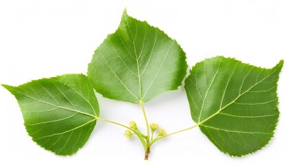 Obraz premium Fresh linden branch with green leaves and buds isolated on white background, full depth of field