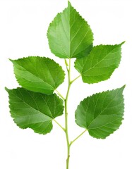 Lush mulberry branch displaying verdant leaves, revealing detailed leaf veins against clean white backdrop, highlighting botanical elegance