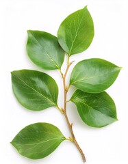 Obraz premium Ripe persimmon hanging from verdant branch, displaying bright green leaves against pristine white background
