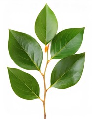 Fototapeta premium Persimmon twig with lush green leaves, creating a vibrant and natural image against a clean white backdrop