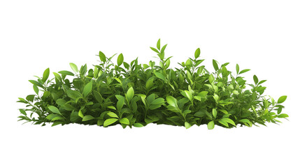 Obraz premium A Fresh Lush Green Bush Grass with Vibrant Texture Isolated on Transparent Background