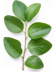 Obraz premium Quince branch displaying verdant leaves, isolated on white, highlighting botanical elegance and natural freshness