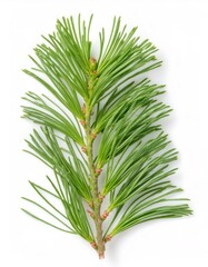 Naklejka premium Studio shot of a redwood branch with vibrant green needles, isolated on white for easy compositing and design projects