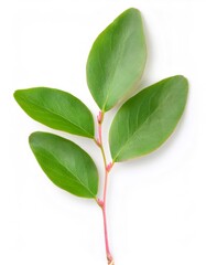 Obraz premium Studio shot of a spindle tree branch with green leaves, isolated on a white background, showing full depth of field