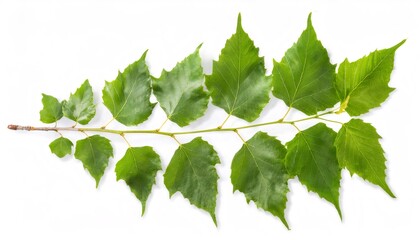 Green sycamore branch spreading delicate leaves, displaying natural elegance against pristine white background