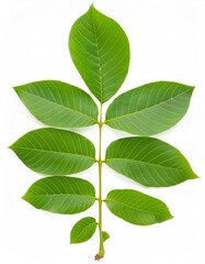Fototapeta premium Green walnut leaves hanging from branch, isolated against white, displaying sharp focus