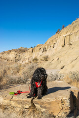Dog walk in badlands