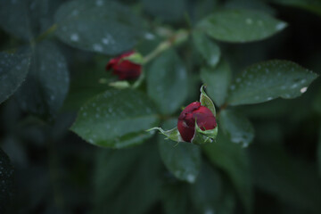 a rose bud that is about to bloom in the garden. High quality a rose bud that is about to bloom 